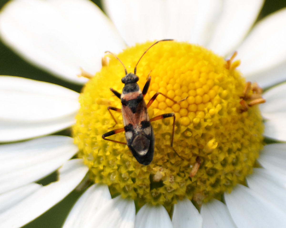 Lygaeidae: Beosus quadripunctatus della Lombardia (LC)